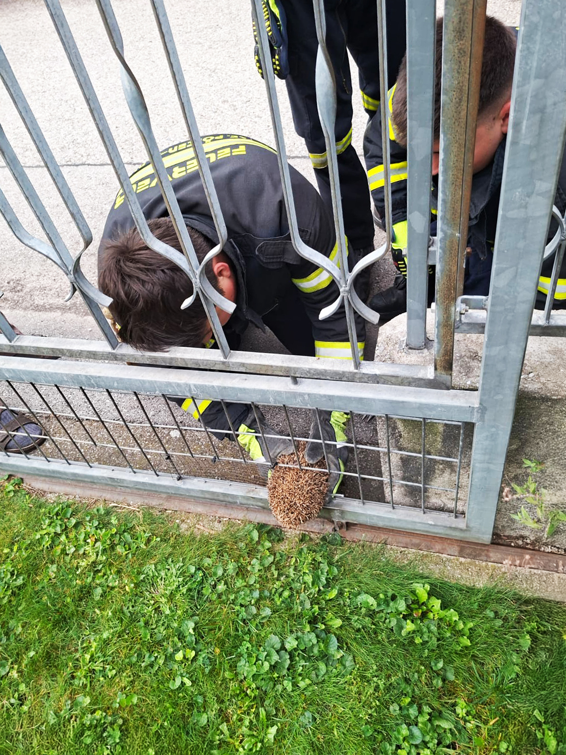 Tierrettung: Igel aus Gartenzaun befreit